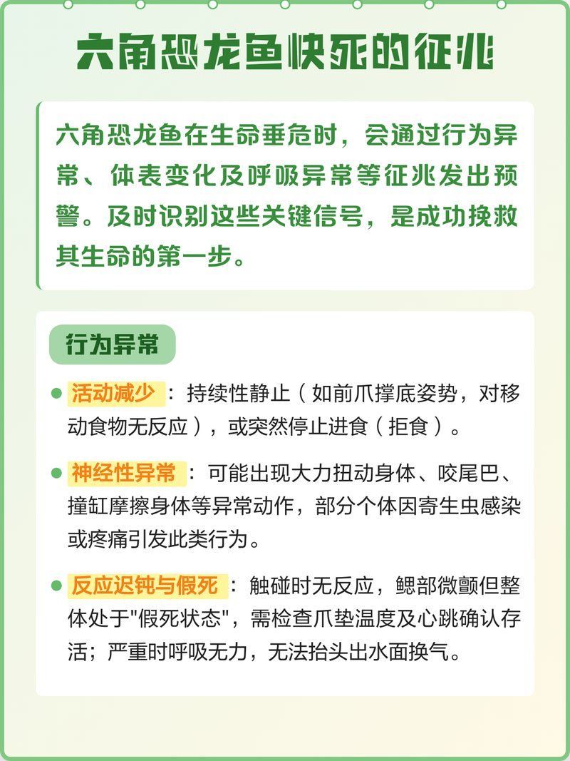 六角恐龍魚快死的征兆，六角恐龍魚臨終信號全解析 六角恐龍魚快死的征兆，六角恐龍魚臨終信號全解析 龍魚百科 第2張