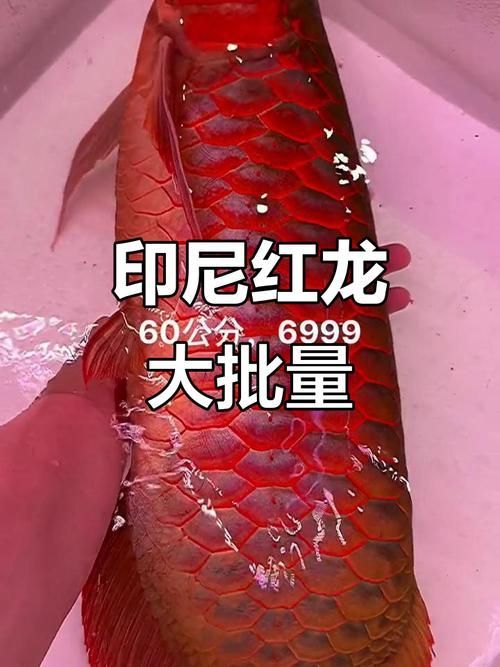 大湖紅龍和印尼紅龍哪個(gè)更有收藏價(jià)值，大湖紅龍和印尼紅龍各有千秋 大湖紅龍和印尼紅龍哪個(gè)更有收藏價(jià)值，大湖紅龍和印尼紅龍各有千秋 龍魚(yú)百科 第9張