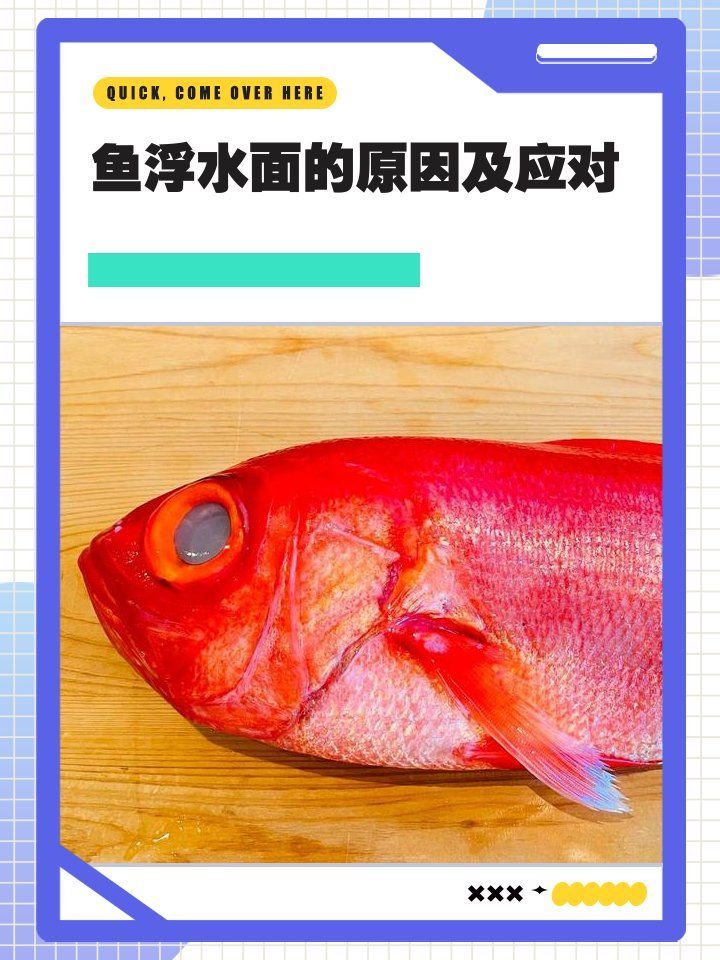 龍魚浮頭沉尾后如何恢復，龍魚在浮頭和沉尾后如何恢復健康，龍魚浮頭沉尾后如何恢復
