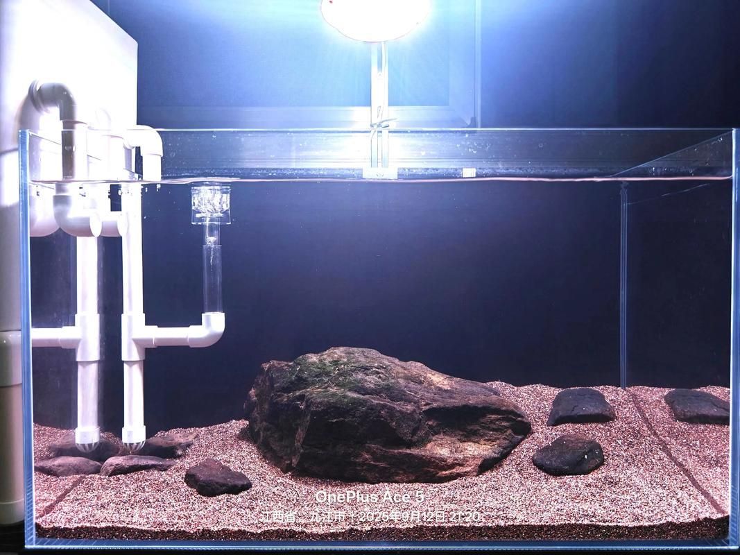 60厘米至80厘米的魚缸有哪些推薦尺寸？，60厘米至80厘米的魚缸選擇推薦尺寸 60厘米至80厘米的魚缸有哪些推薦尺寸？，60厘米至80厘米的魚缸選擇推薦尺寸 龍魚百科 第4張