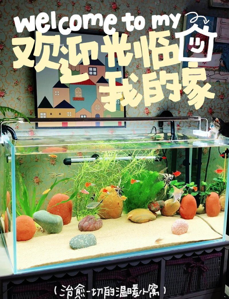 60厘米至80厘米的魚缸有哪些推薦尺寸？，60厘米至80厘米的魚缸選擇推薦尺寸 60厘米至80厘米的魚缸有哪些推薦尺寸？，60厘米至80厘米的魚缸選擇推薦尺寸 龍魚百科 第8張