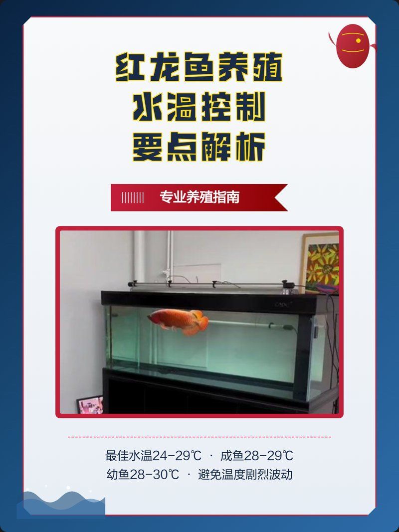 如何維持半紅龍魚水溫穩定，半紅龍魚如何維持全水溫穩定 如何維持半紅龍魚水溫穩定，半紅龍魚如何維持全水溫穩定 龍魚百科 第14張