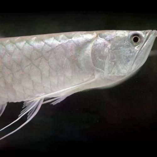七彩銀龍魚的價格是多少，七彩銀龍魚價格腰斬 七彩銀龍魚的價格是多少，七彩銀龍魚價格腰斬 龍魚百科 第5張