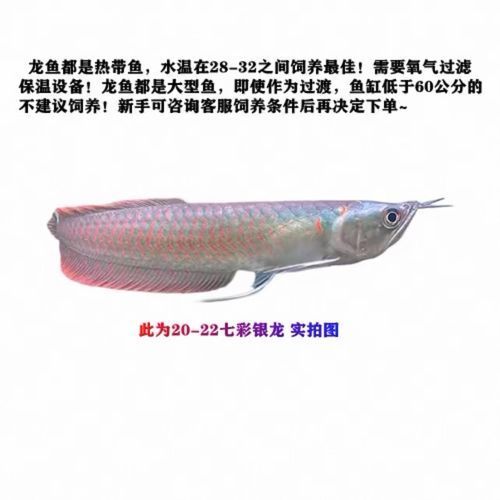 七彩銀龍魚的價格是多少，七彩銀龍魚價格腰斬 七彩銀龍魚的價格是多少，七彩銀龍魚價格腰斬 龍魚百科 第2張