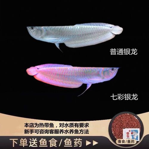 七彩銀龍魚的價格是多少，七彩銀龍魚價格腰斬 七彩銀龍魚的價格是多少，七彩銀龍魚價格腰斬 龍魚百科 第3張