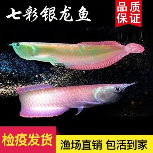 七彩銀龍魚的價格是多少，七彩銀龍魚價格腰斬 七彩銀龍魚的價格是多少，七彩銀龍魚價格腰斬 龍魚百科 第7張