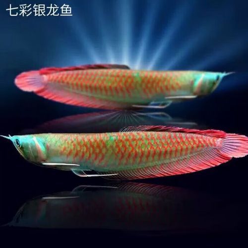 七彩銀龍魚的價格是多少，七彩銀龍魚價格腰斬 七彩銀龍魚的價格是多少，七彩銀龍魚價格腰斬 龍魚百科 第4張
