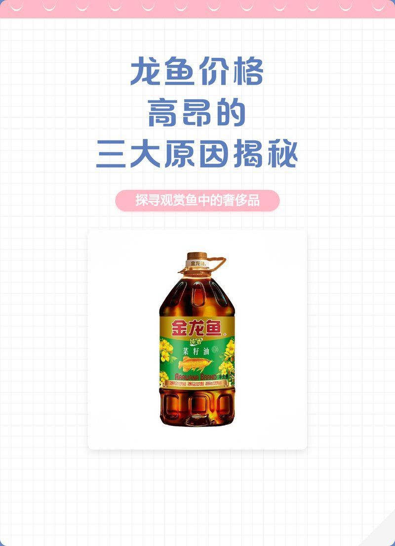 龍魚中哪個品種最貴？，世界上最貴的龍魚品種，價格堪比一線城市的一套房 龍魚中哪個品種最貴？，世界上最貴的龍魚品種，價格堪比一線城市的一套房 龍魚百科 第11張