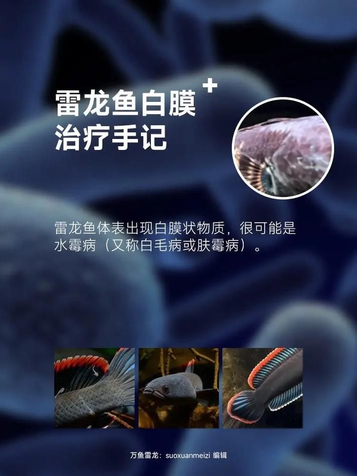 雷龍魚鰭充血最簡單三個過程,金雷龍、血斑雷龍魚鰭充血最簡單三個過程思考完成 龍魚百科 第9張 雷龍魚鰭充血最簡單三個過程,金雷龍、血斑雷龍魚鰭充血最簡單三個過程思考完成 雷龍魚鰭充血最簡單三個過程,金雷龍、血斑雷龍魚鰭充血最簡單三個過程思考完成 龍魚百科 第9張