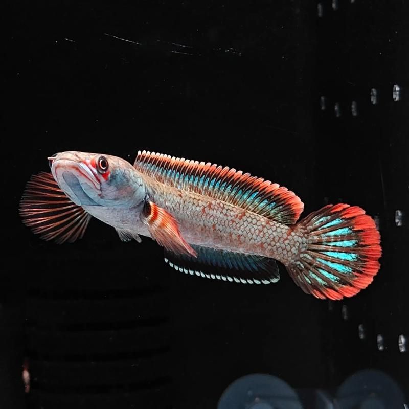 雷龍魚鰭充血最簡單三個過程,金雷龍、血斑雷龍魚鰭充血最簡單三個過程思考完成 龍魚百科 第7張 雷龍魚鰭充血最簡單三個過程,金雷龍、血斑雷龍魚鰭充血最簡單三個過程思考完成 雷龍魚鰭充血最簡單三個過程,金雷龍、血斑雷龍魚鰭充血最簡單三個過程思考完成 龍魚百科 第7張
