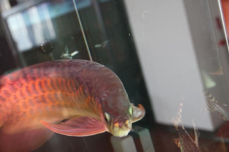 如何預(yù)防龍魚患上水霉病和蒙眼病？，如何預(yù)防龍魚患上水霉病與蒙眼病 如何預(yù)防龍魚患上水霉病和蒙眼病？，如何預(yù)防龍魚患上水霉病與蒙眼病 龍魚百科 第4張