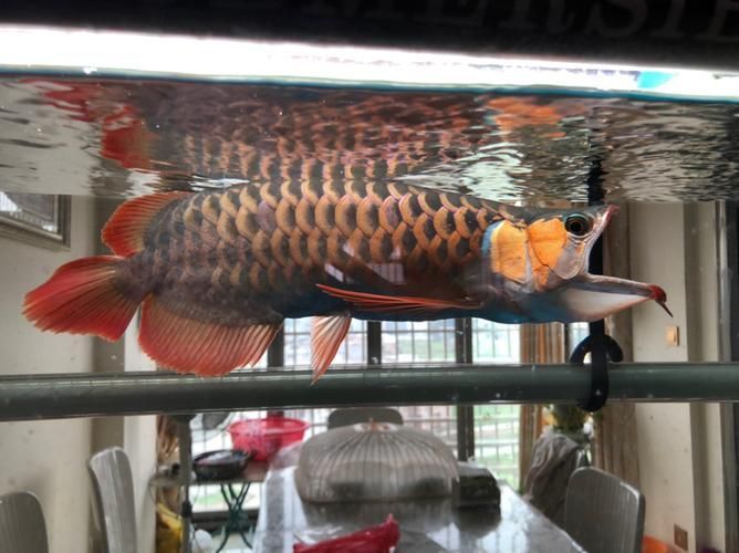 龍魚打哈欠后如何改善水質(zhì)，龍魚“打哈欠”后如何改善水質(zhì)思考完成