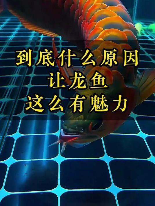 龍魚和錦鯉哪個更有收藏價值，龍魚和錦鯉哪個更有收藏價值， 龍魚和錦鯉哪個更有收藏價值，龍魚和錦鯉哪個更有收藏價值， 龍魚百科 第2張