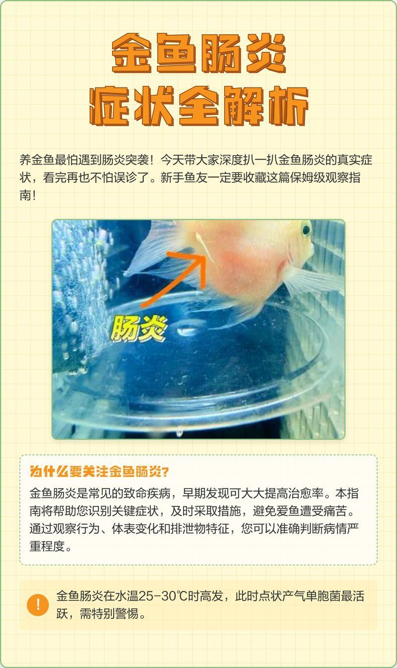 金頭過背金龍魚腸炎如何治療？，金頭過背金龍魚腸炎如何治療金頭過背金龍魚腸炎的方法