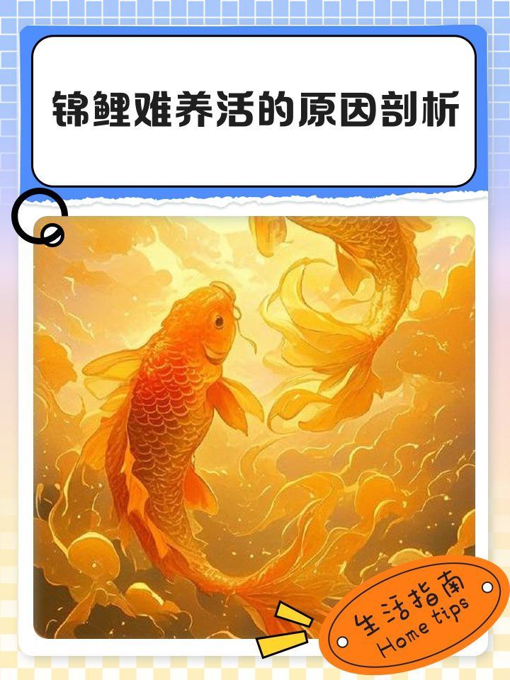 龍魚和錦鯉哪個更適合新手養殖，龍魚和錦鯉哪個更適合新手養殖， 龍魚和錦鯉哪個更適合新手養殖，龍魚和錦鯉哪個更適合新手養殖， 龍魚百科 第1張