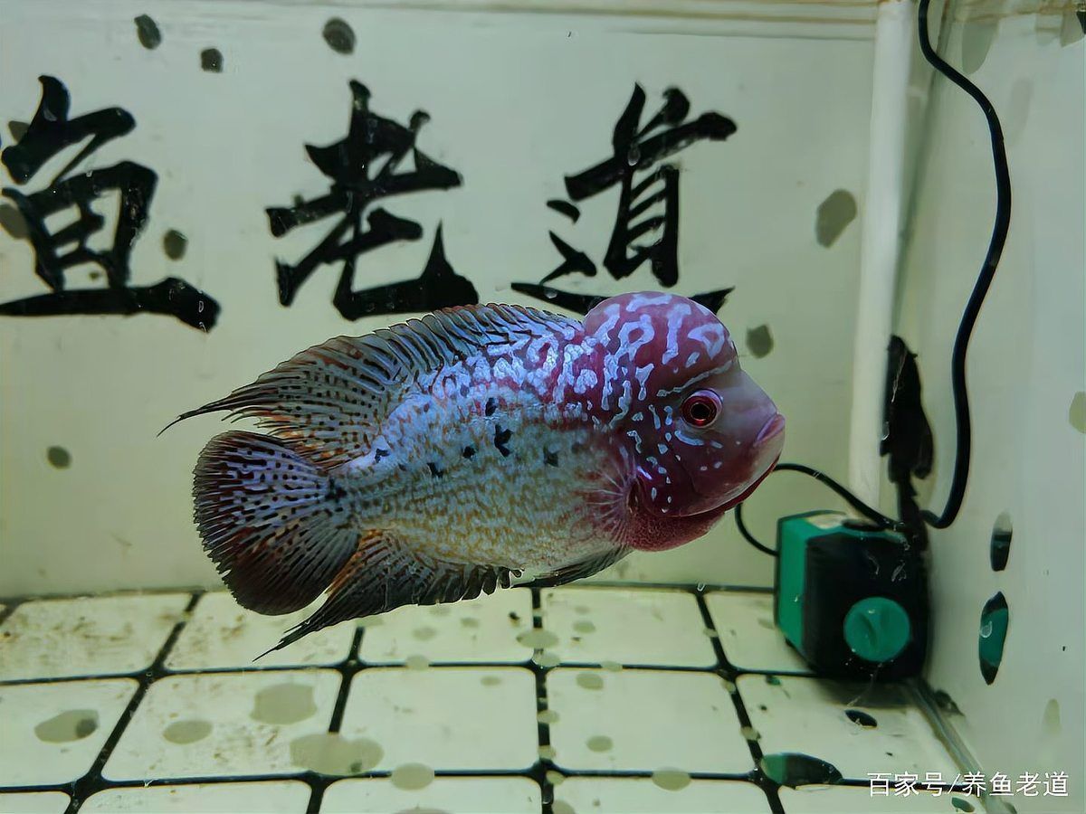 如何預(yù)防紅龍魚(yú)凸眼病的復(fù)發(fā)，如何預(yù)防紅龍魚(yú)凸眼病 如何預(yù)防紅龍魚(yú)凸眼病的復(fù)發(fā)，如何預(yù)防紅龍魚(yú)凸眼病 龍魚(yú)百科 第2張