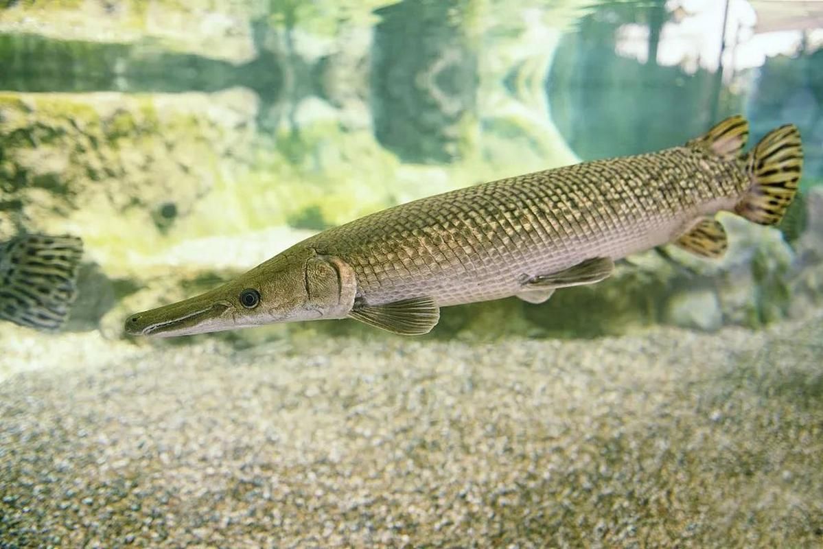 紅眼黃化幽靈火箭魚皇家火箭魚，“紅眼黃化幽靈火箭魚”是什么？