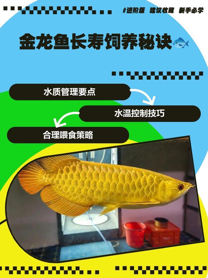 如何維持黃吉金龍魚的水質穩定，如何維持黃吉金龍魚水質穩定 如何維持黃吉金龍魚的水質穩定，如何維持黃吉金龍魚水質穩定 龍魚百科 第1張