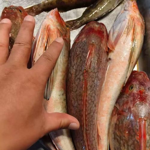 如何判斷紅頭魚是否新鮮 龍魚百科 第3張 如何判斷紅頭魚是否新鮮 如何判斷紅頭魚是否新鮮 龍魚百科 第3張