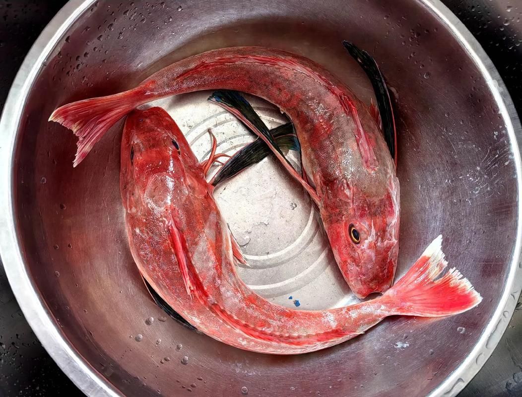 如何判斷紅頭魚是否新鮮 龍魚百科 第2張 如何判斷紅頭魚是否新鮮 如何判斷紅頭魚是否新鮮 龍魚百科 第2張