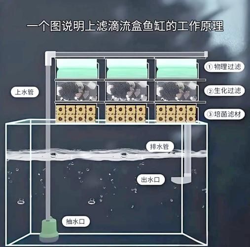 如何預防龍魚水質(zhì)惡化問題？，如何預防龍魚水質(zhì)惡化