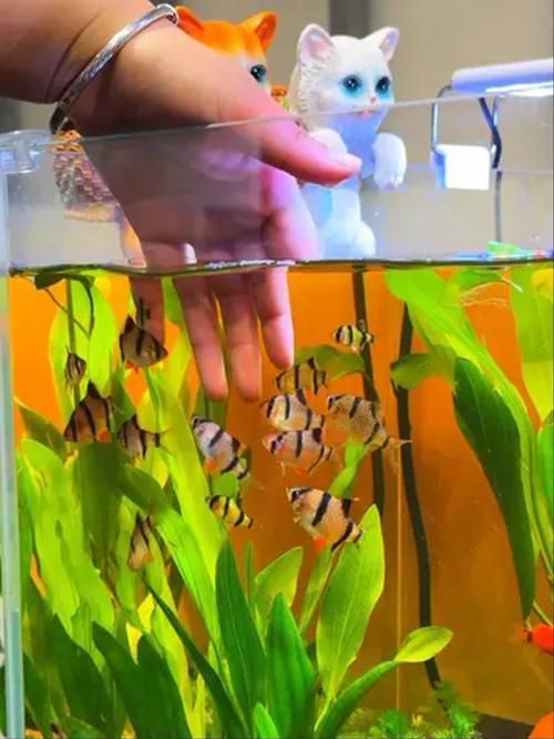 如何預防虎魚感染 如何預防虎魚感染 龍魚百科 第18張