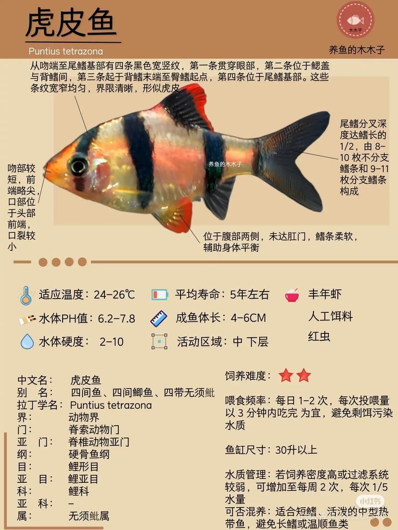 如何預防虎魚感染 如何預防虎魚感染 龍魚百科 第8張