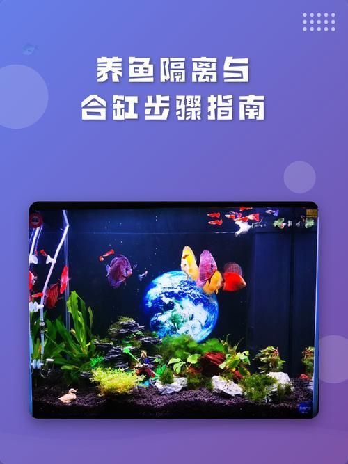 如何預防虎魚感染 如何預防虎魚感染 龍魚百科 第17張