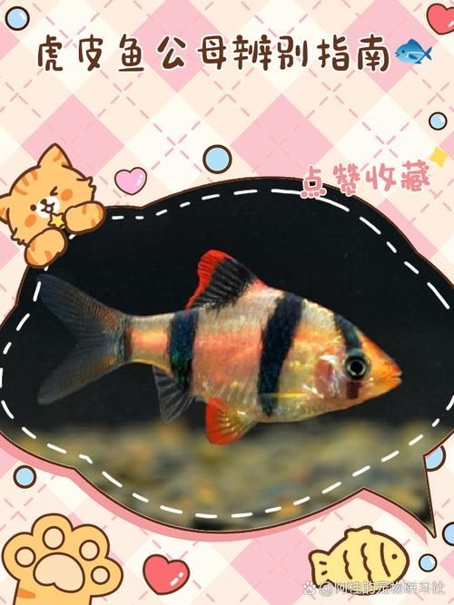 如何預防虎魚感染 如何預防虎魚感染 龍魚百科 第9張
