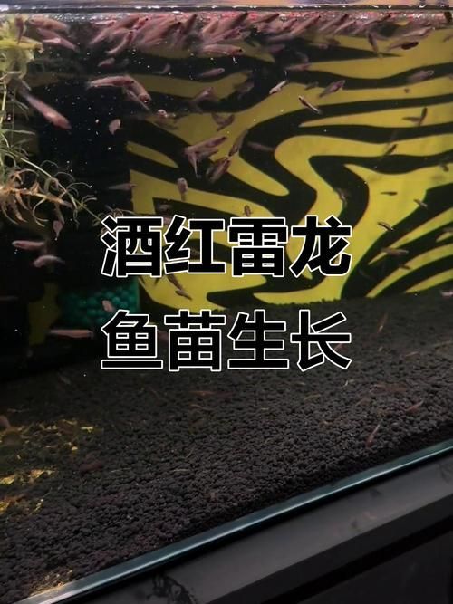 哪里可以找到更多龍魚魚苗高清大圖？，如何找到更多龍魚魚苗圖片 哪里可以找到更多龍魚魚苗高清大圖？，如何找到更多龍魚魚苗圖片 龍魚百科 第14張