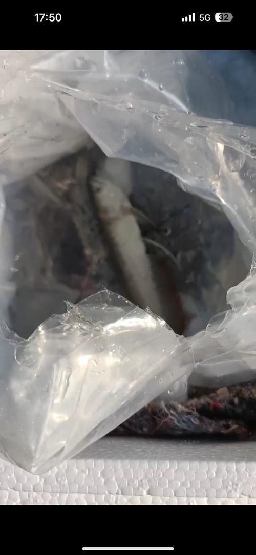 哪里可以找到更多龍魚魚苗高清大圖？，如何找到更多龍魚魚苗圖片 哪里可以找到更多龍魚魚苗高清大圖？，如何找到更多龍魚魚苗圖片 龍魚百科 第22張