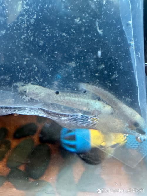 哪里可以找到更多龍魚魚苗高清大圖？，如何找到更多龍魚魚苗圖片 哪里可以找到更多龍魚魚苗高清大圖？，如何找到更多龍魚魚苗圖片 龍魚百科 第21張