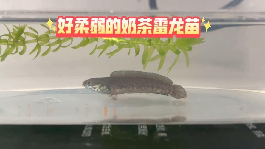 哪里可以找到更多龍魚魚苗高清大圖？，如何找到更多龍魚魚苗圖片 哪里可以找到更多龍魚魚苗高清大圖？，如何找到更多龍魚魚苗圖片 龍魚百科 第18張