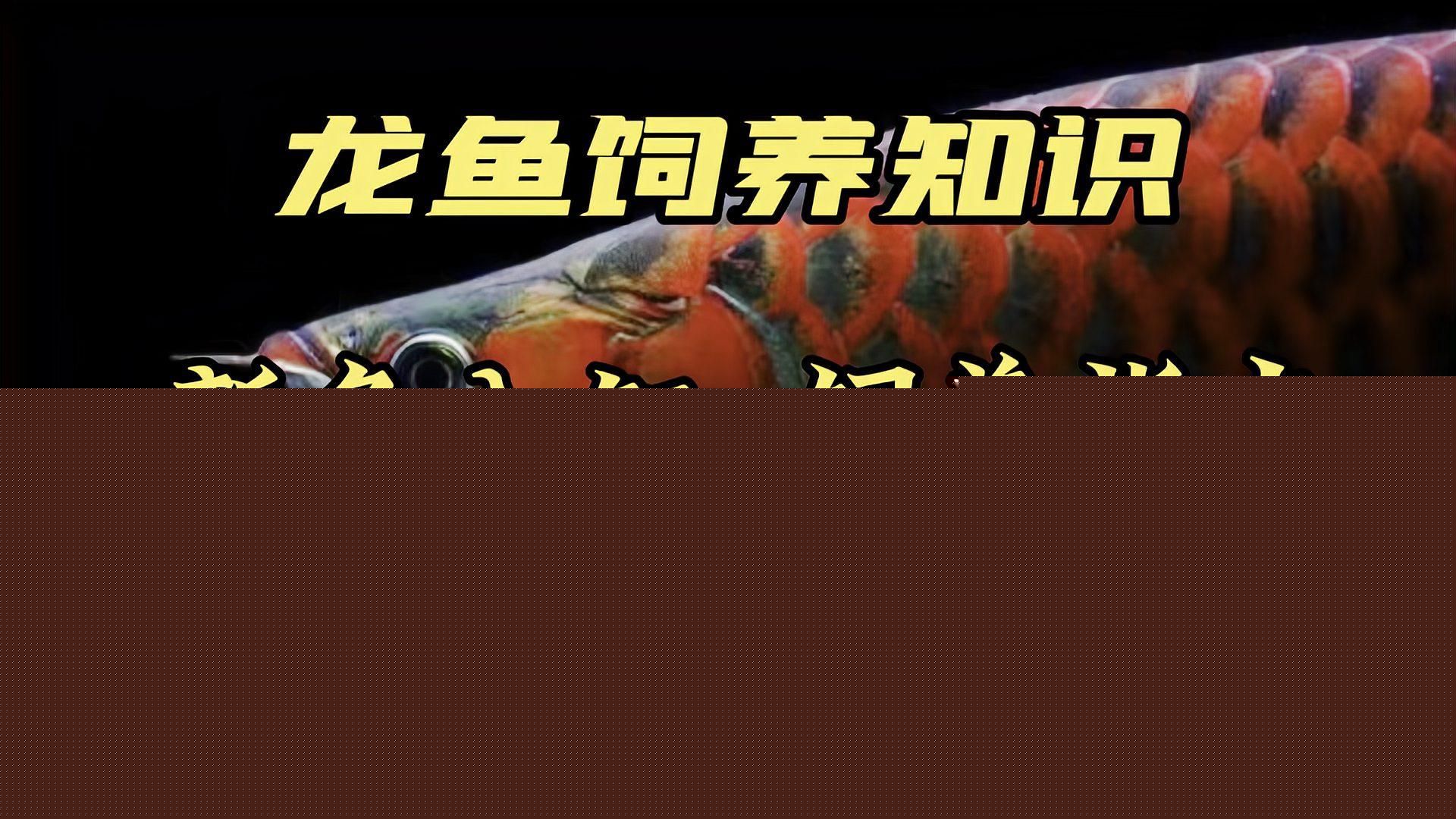 龍魚歸來后喂食應該注意什么，關于龍魚飼養的一些小技巧 龍魚歸來后喂食應該注意什么，關于龍魚飼養的一些小技巧 龍魚百科 第2張