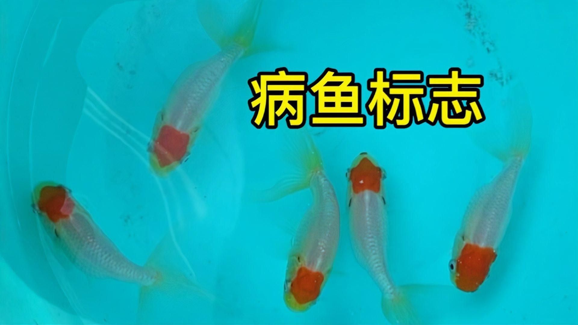 如何判斷魚(yú)兒是否健康，如何判斷魚(yú)兒是否健康的魚(yú)類(lèi)健康狀況，如何判斷是否健康