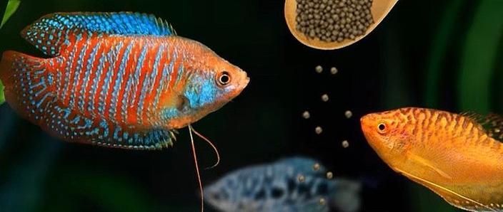 如何判斷曼龍魚是否混養成功，——科學觀察指南曼龍魚混養成功案例