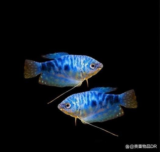 如何判斷曼龍魚是否混養成功，——科學觀察指南曼龍魚混養成功案例
