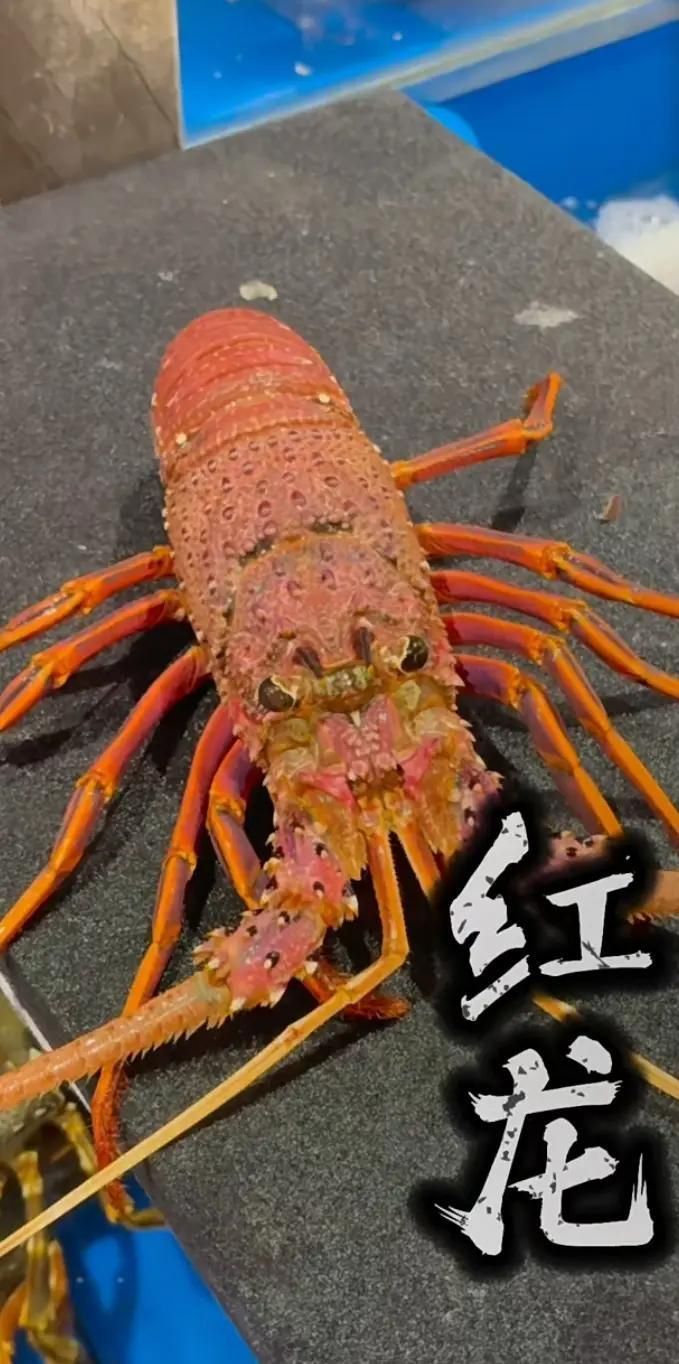紅龍與澳龍哪個更受歡迎，紅龍vs澳龍哪個更受歡迎 紅龍與澳龍哪個更受歡迎，紅龍vs澳龍哪個更受歡迎 龍魚百科 第2張