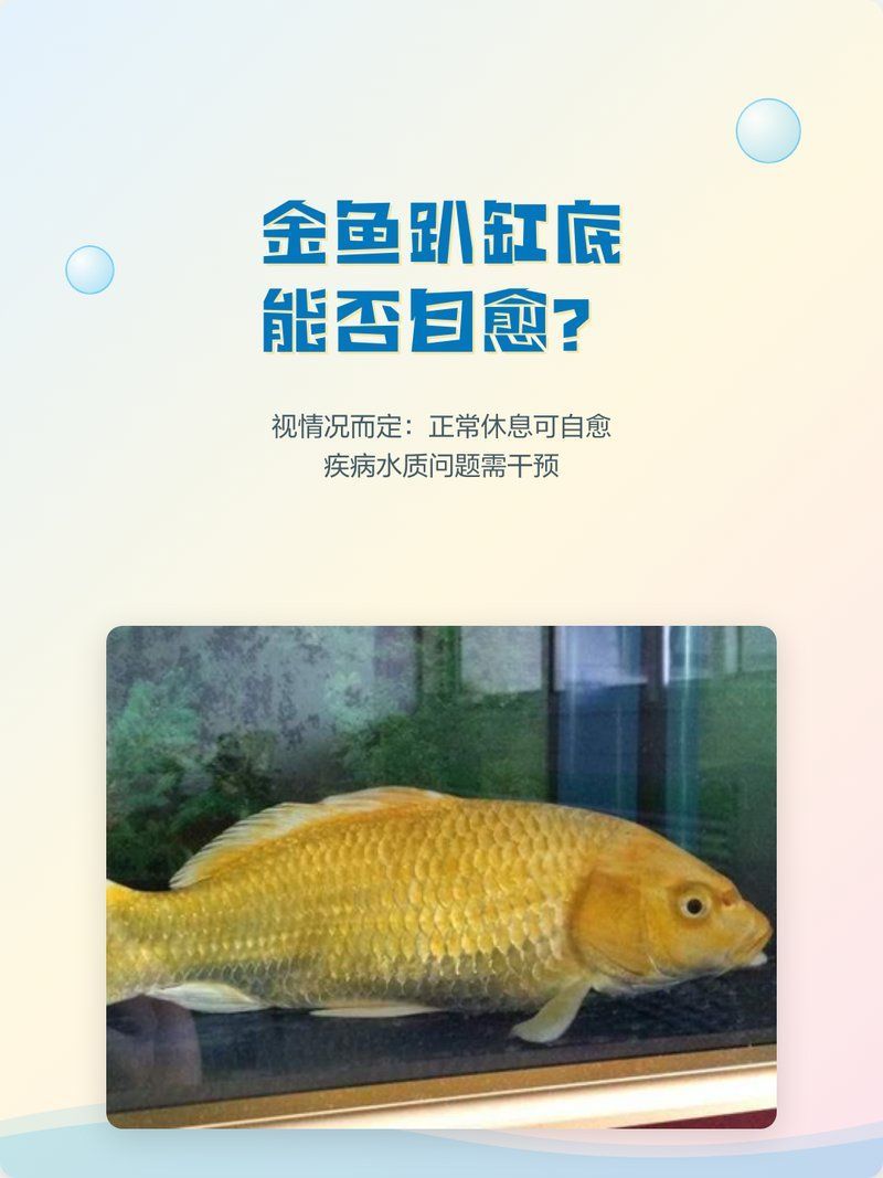 如何判斷金魚趴缸底是否自愈，如何判斷金魚是否自愈 如何判斷金魚趴缸底是否自愈，如何判斷金魚是否自愈 龍魚百科 第1張