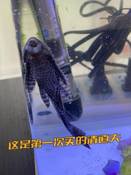 清潔魚需要多大的魚缸,清潔魚缸尺寸詳解 龍魚百科 第5張 清潔魚需要多大的魚缸,清潔魚缸尺寸詳解 清潔魚需要多大的魚缸,清潔魚缸尺寸詳解 龍魚百科 第5張