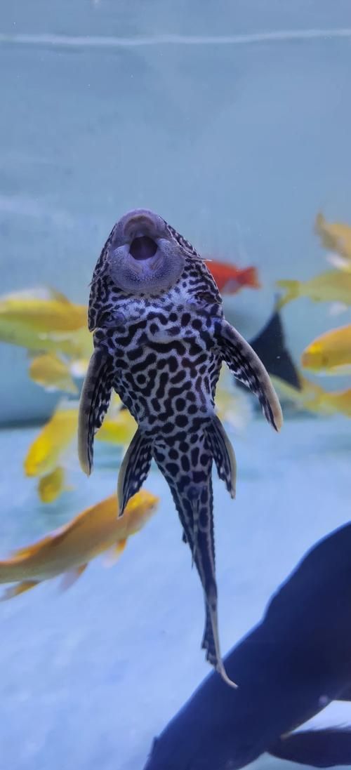 清潔魚需要多大的魚缸,清潔魚缸尺寸詳解 龍魚百科 第3張 清潔魚需要多大的魚缸,清潔魚缸尺寸詳解 清潔魚需要多大的魚缸,清潔魚缸尺寸詳解 龍魚百科 第3張