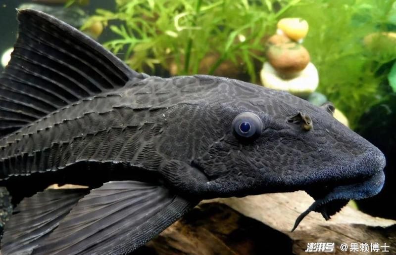 清潔魚需要多大的魚缸，清潔魚缸尺寸詳解 清潔魚需要多大的魚缸，清潔魚缸尺寸詳解 龍魚百科 第8張