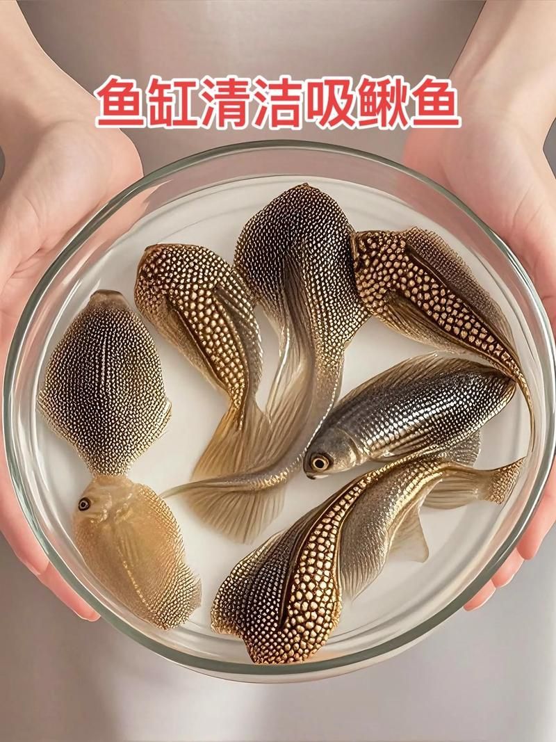 清潔魚需要多大的魚缸,清潔魚缸尺寸詳解 龍魚百科 第6張 清潔魚需要多大的魚缸,清潔魚缸尺寸詳解 清潔魚需要多大的魚缸,清潔魚缸尺寸詳解 龍魚百科 第6張