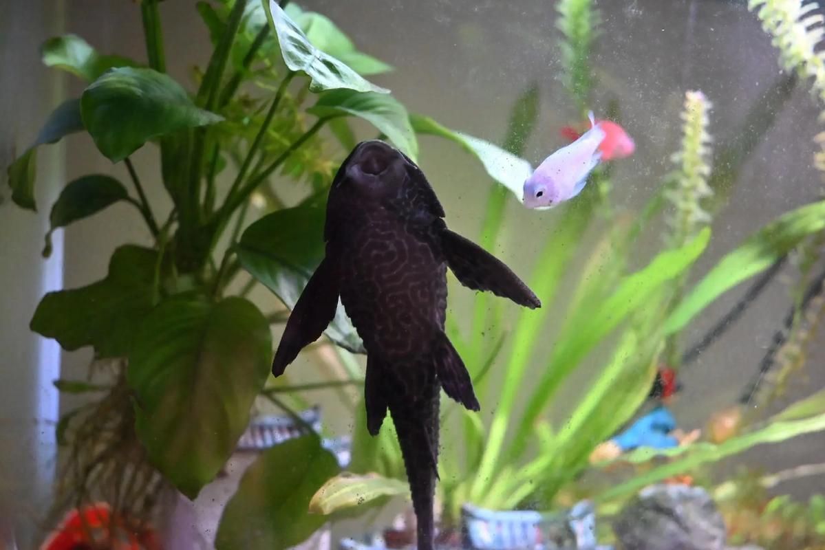 清潔魚需要多大的魚缸,清潔魚缸尺寸詳解 龍魚百科 第2張 清潔魚需要多大的魚缸,清潔魚缸尺寸詳解 清潔魚需要多大的魚缸,清潔魚缸尺寸詳解 龍魚百科 第2張