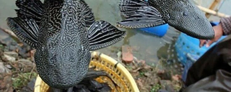 清潔魚需要多大的魚缸，清潔魚缸尺寸詳解 清潔魚需要多大的魚缸，清潔魚缸尺寸詳解 龍魚百科 第9張