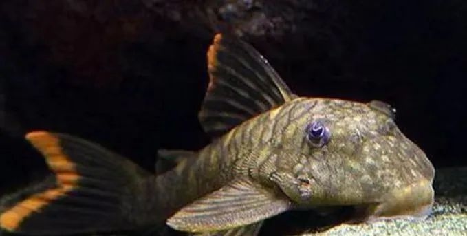 清潔魚需要多大的魚缸，清潔魚缸尺寸詳解 清潔魚需要多大的魚缸，清潔魚缸尺寸詳解 龍魚百科 第7張