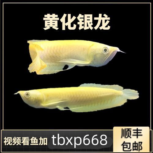 <strong><mark>英德</mark></strong>龍魚的市場價格是多少？，<strong><mark>英德</mark></strong>龍魚市場價格是多少<strong><mark>英德</mark></strong>龍魚市場價格是多少