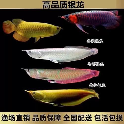 英德龍魚的市場價格是多少？，英德龍魚市場價格是多少英德龍魚市場價格是多少