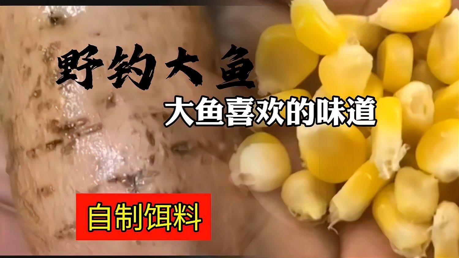 如何制作新鮮餌料，制作新鮮餌料是釣魚愛好者和漁民的重要技能，不僅關系到釣魚成功率