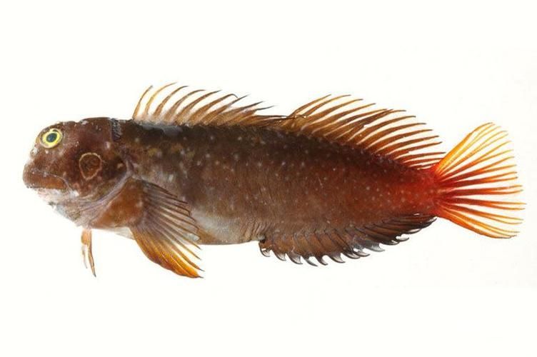 七紋巨鯉魚的市場價格，七紋巨鯉魚市場價格 七紋巨鯉魚的市場價格，七紋巨鯉魚市場價格 龍魚百科 第6張